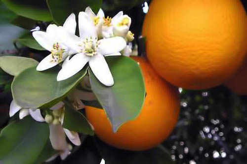 neroli